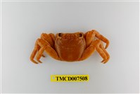 藏品(白紋方蟹)的圖片